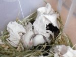 Kuschelhaufen.jpg