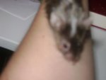 DSC06971.jpg