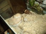DSCF1386.jpg
