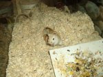 DSCF1375.jpg