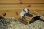 DSC_5398 Baily.jpg