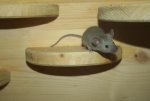 Mäuschen 022.jpg