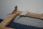 Mäuschen 068.jpg