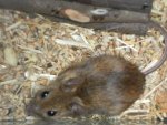 SAM_2286 1 Maus_Converted.jpg