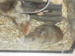 SAM_2284 1_Maus.jpg