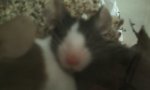 Foto0636.jpg