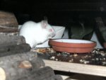 maus 1.jpg
