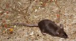 Maus_4595.jpg