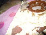 DSCN1578.jpg