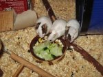 IMG_0885 - Kopie.jpg