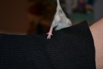 DSC_0040.jpg