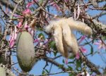 kapok-frucht.jpg