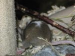 IMG_2135 - Kopie.jpg