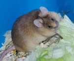 beab_Felix Salat2.jpg