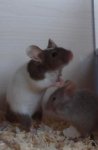 pippet+baby.jpg