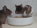 DSC02171.jpg