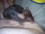 DSC00329.jpg