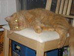 IMG_0428.jpg