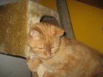 IMG_0026.jpg