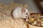 cleo5.JPG