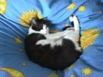 miezekatze.jpg
