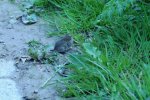 DSC_5982.jpg