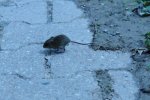 DSC_5983.jpg