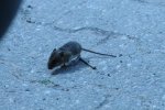 DSC_5989.jpg