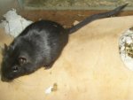 Maus - 5.jpg