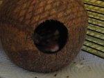 Brownie (30).jpg