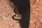 gecko2.JPG