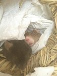Pünktchen und Minni.jpg