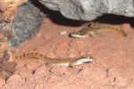geckos4.JPG