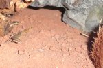 geckos3.JPG
