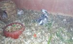 PIC_0293.jpg