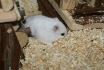 DSC00334.jpg