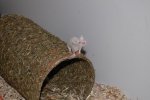 DSC_9824.jpg