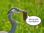Reiher mit Maus.jpg