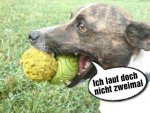 Hund mit Bällen.jpg