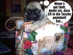 Mops.jpg