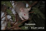 cinnamon.jpg