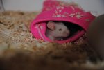 DSC_0001.jpg