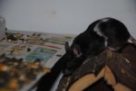 DSC_0074.jpg