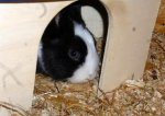 Schnuffel (Small).jpg