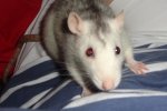 chipsy2.JPG