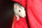 chipsy3.JPG