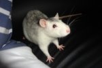 chipsy7.JPG