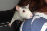 chipsy9.JPG