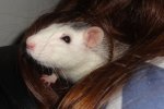 chipsy10.JPG