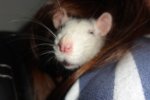 chipsy12.JPG